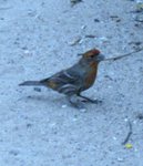 House Finch