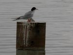 royal tern