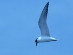 royal tern