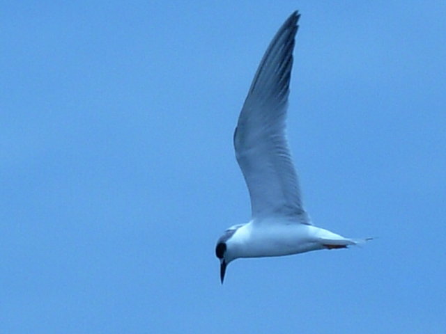 royal tern