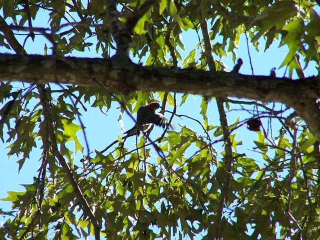 Red-bellied woodpecker flying away