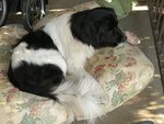 Bessy with a bone