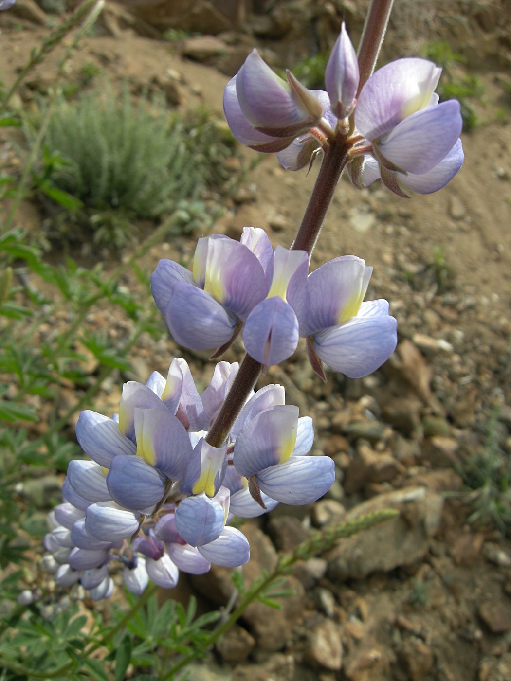 Lupine