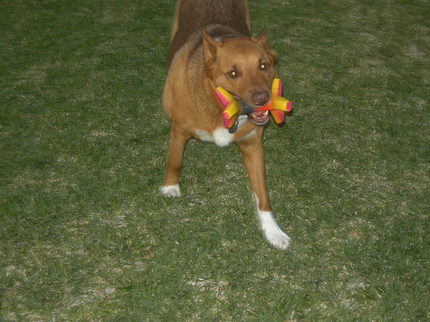 "Try to take my toy and I'll be forced to use my laser eyes on you!"