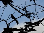 Great-tailed Grackle at HB Central Park