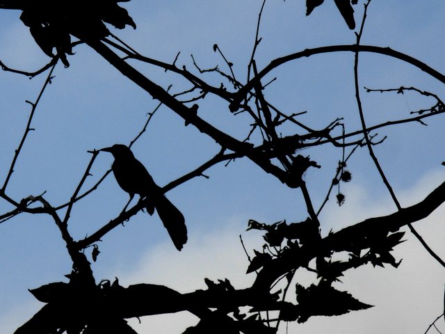 Great-tailed Grackle at HB Central Park