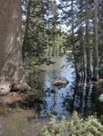 Tenaya Creek at the Sunrise Trail Crossing