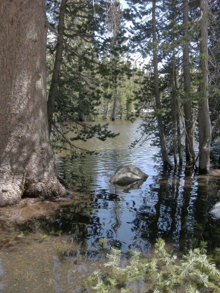 Tenaya Creek at the Sunrise Trail Crossing