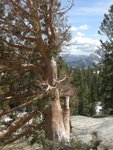 Tree and Half Dome