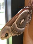 Cecropia Moth