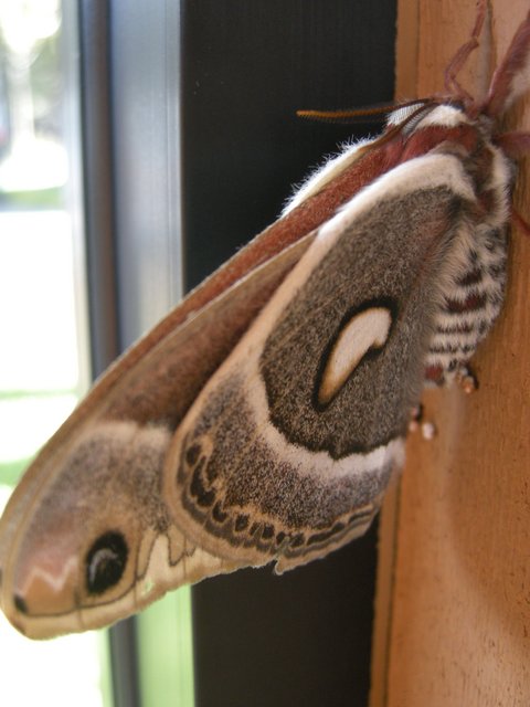 Cecropia Moth
