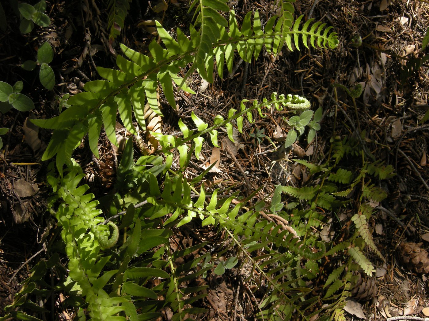 Fern