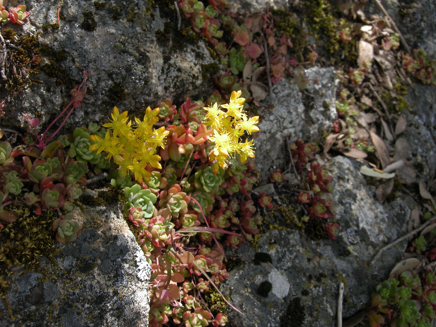 Flowers along the trail