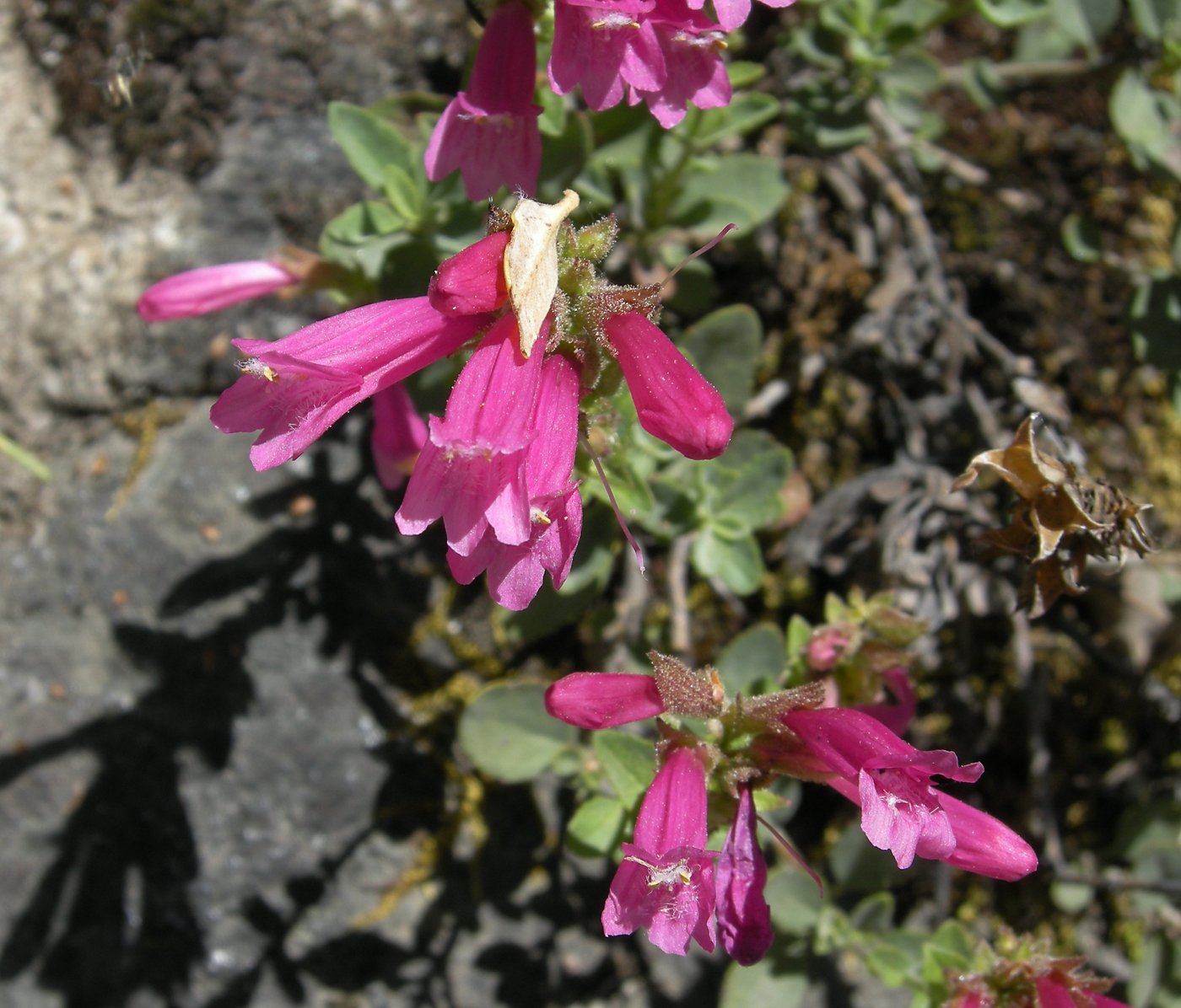 More flowers