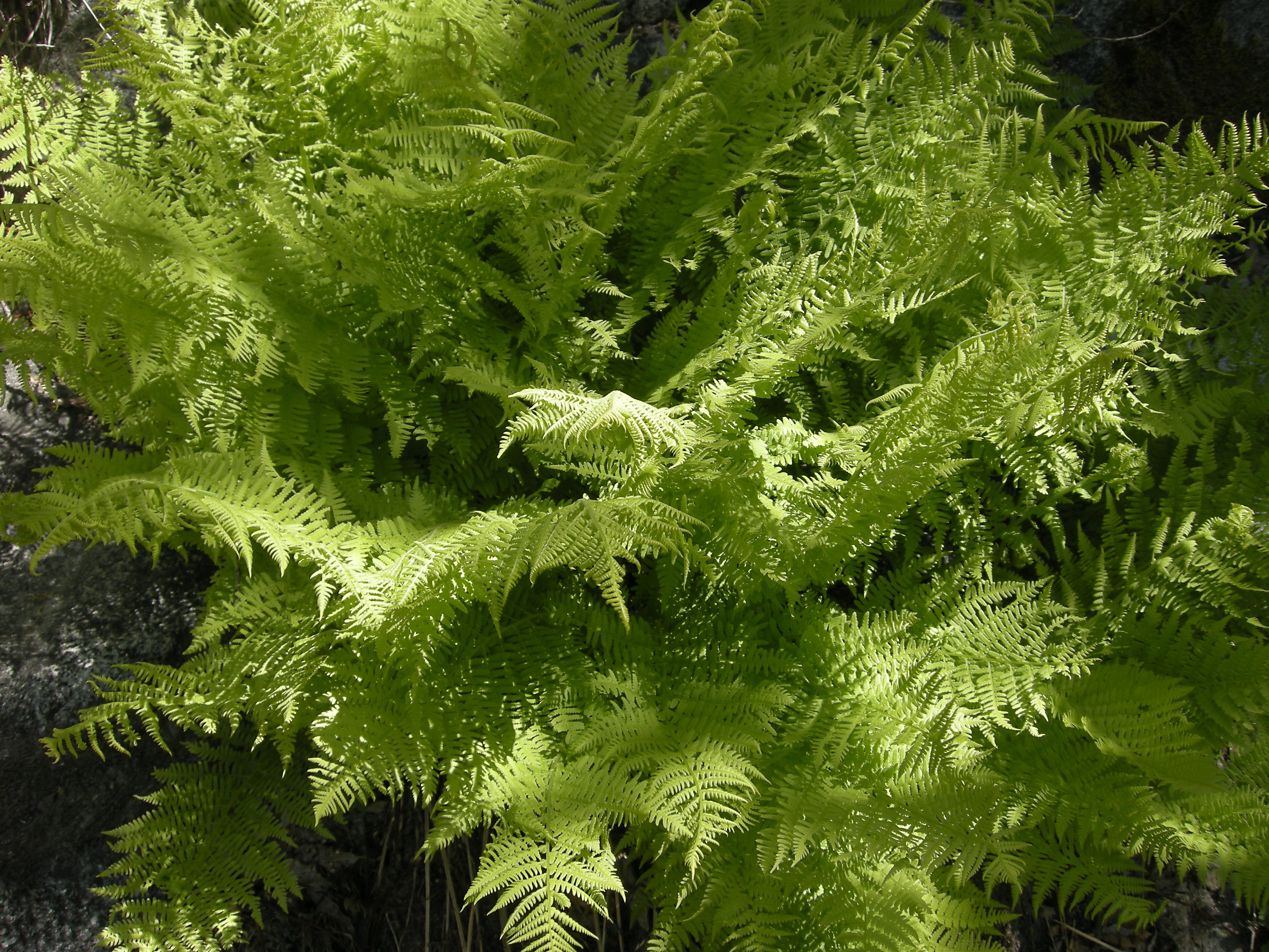 Fern