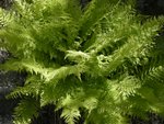 Fern