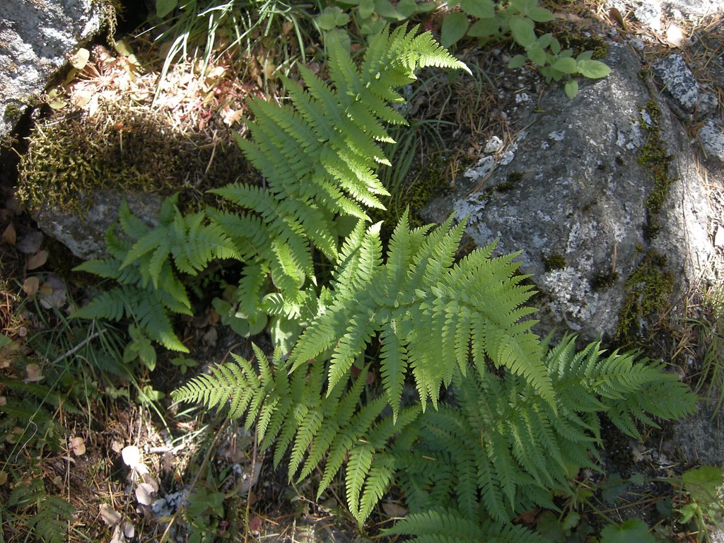 Fern