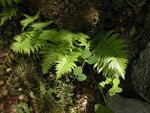 Fern