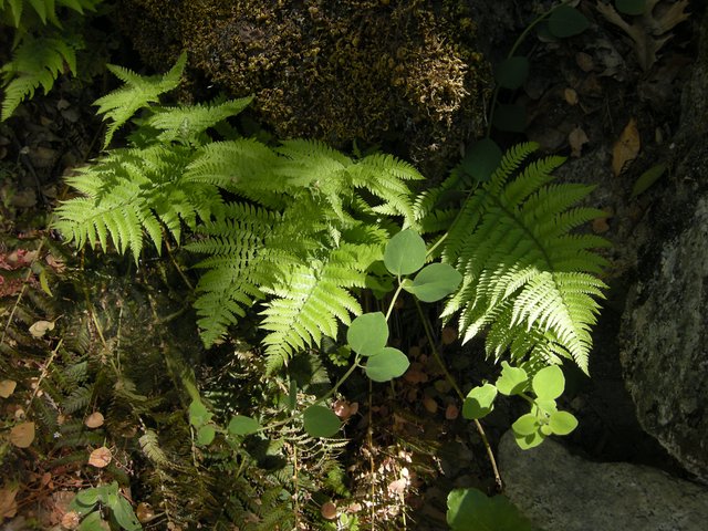 Fern