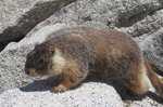 IMG_2544_Marmot_crp