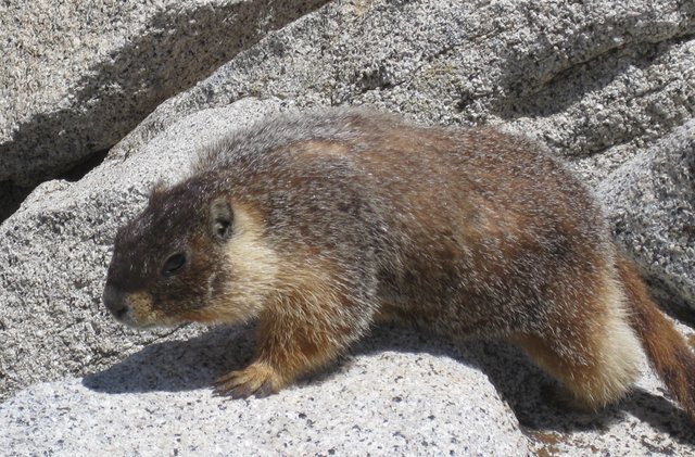 IMG_2544_Marmot_crp