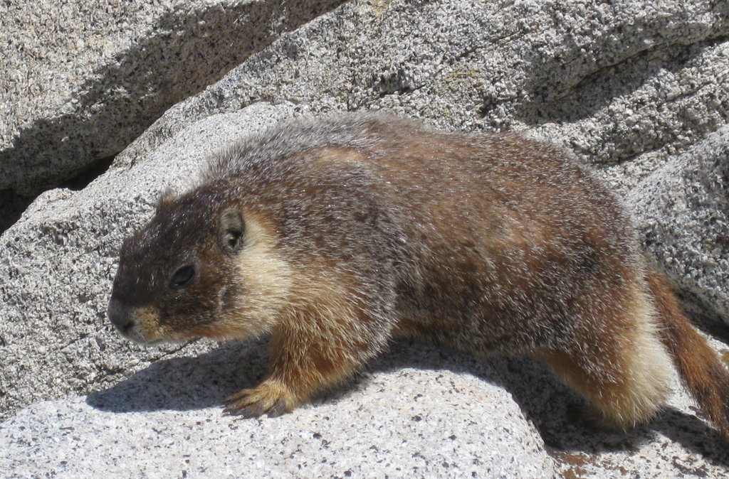 IMG_2544_Marmot_crp