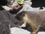 Half Dome Marmot