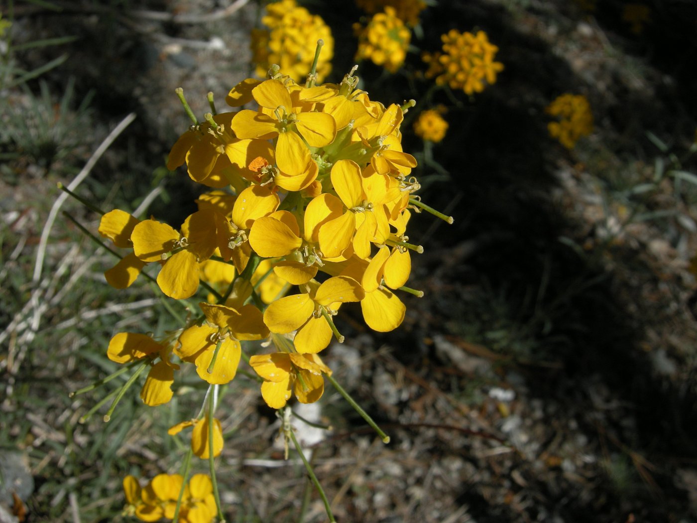 Yellow Flowers on the Baden-Powell Trail