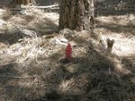 Snow Plant on Baden-Powell