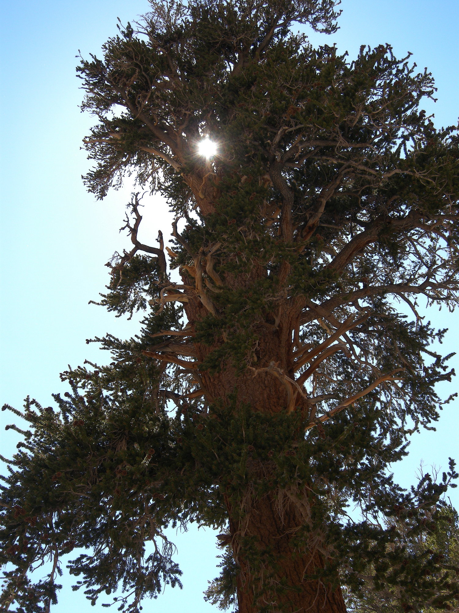 Tree at Gilbert Lake