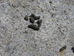 Marmot Scat