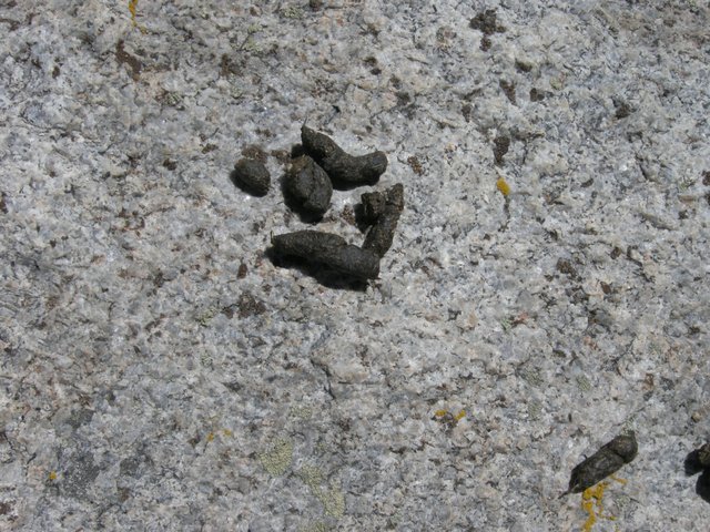 Marmot Scat