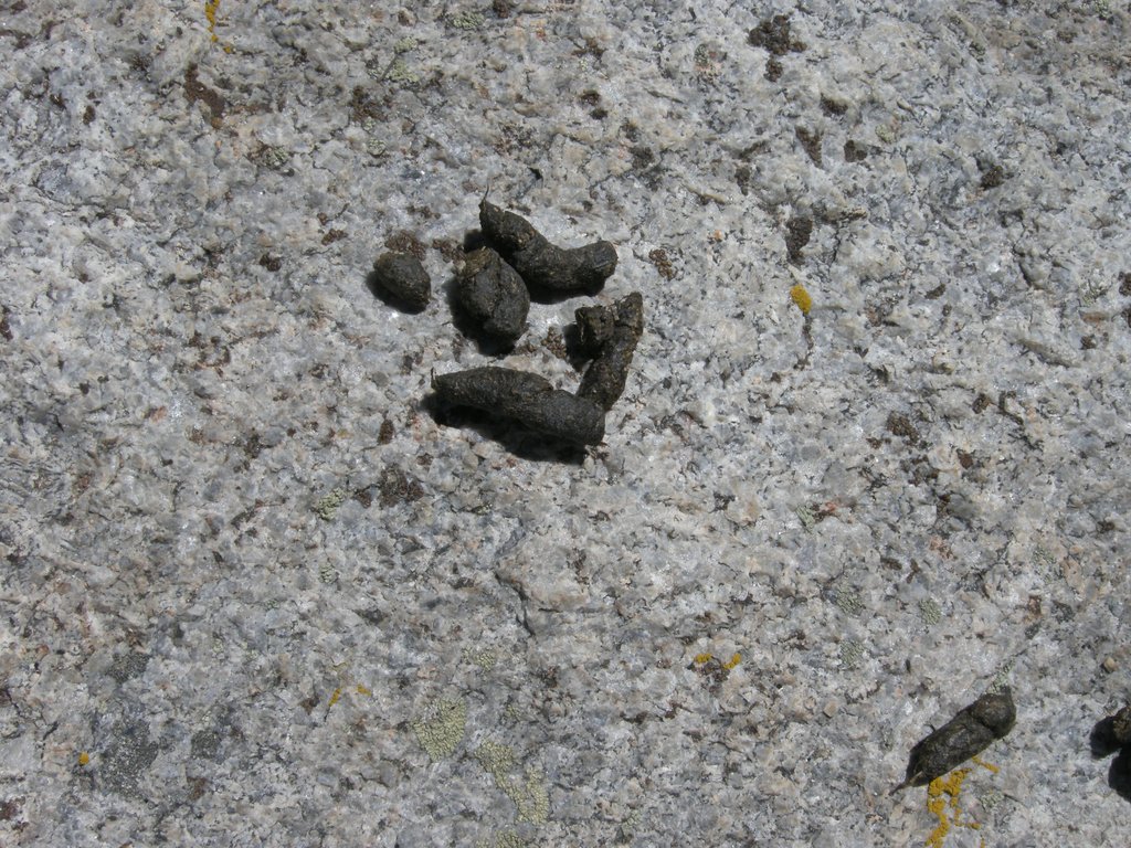 Marmot Scat