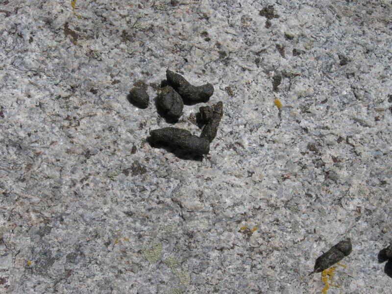 Marmot Scat