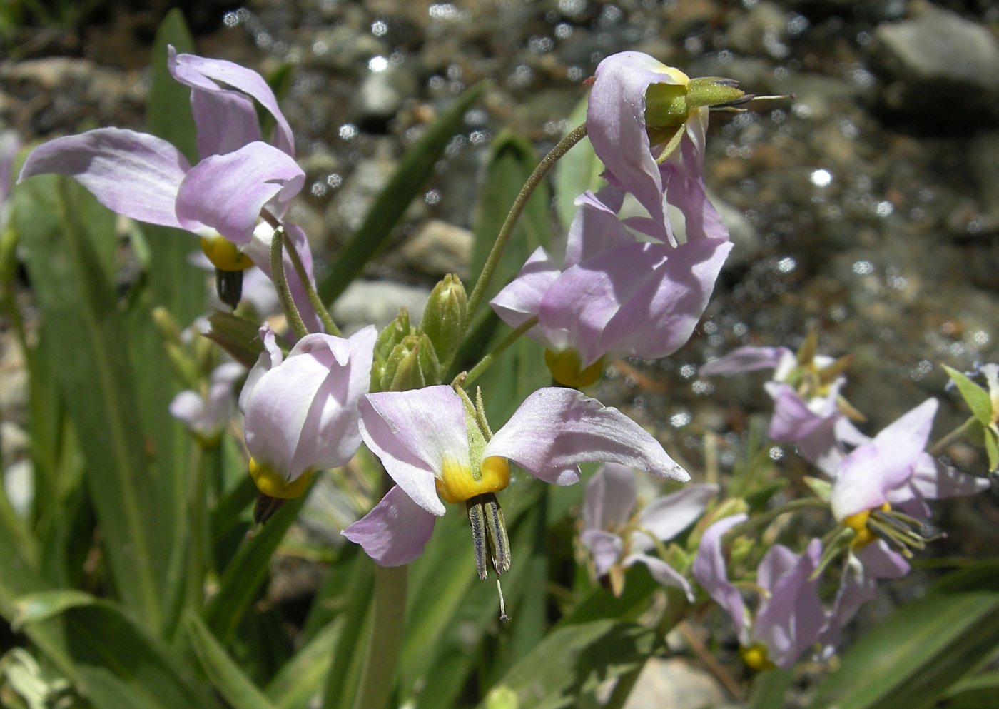 Flowers along the trail