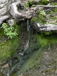 Water Flow from Spring on the Devils Slide Trail