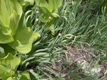 Wild Onions in the John Muir Wilderness