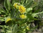 Yellow Flowers at North Lake