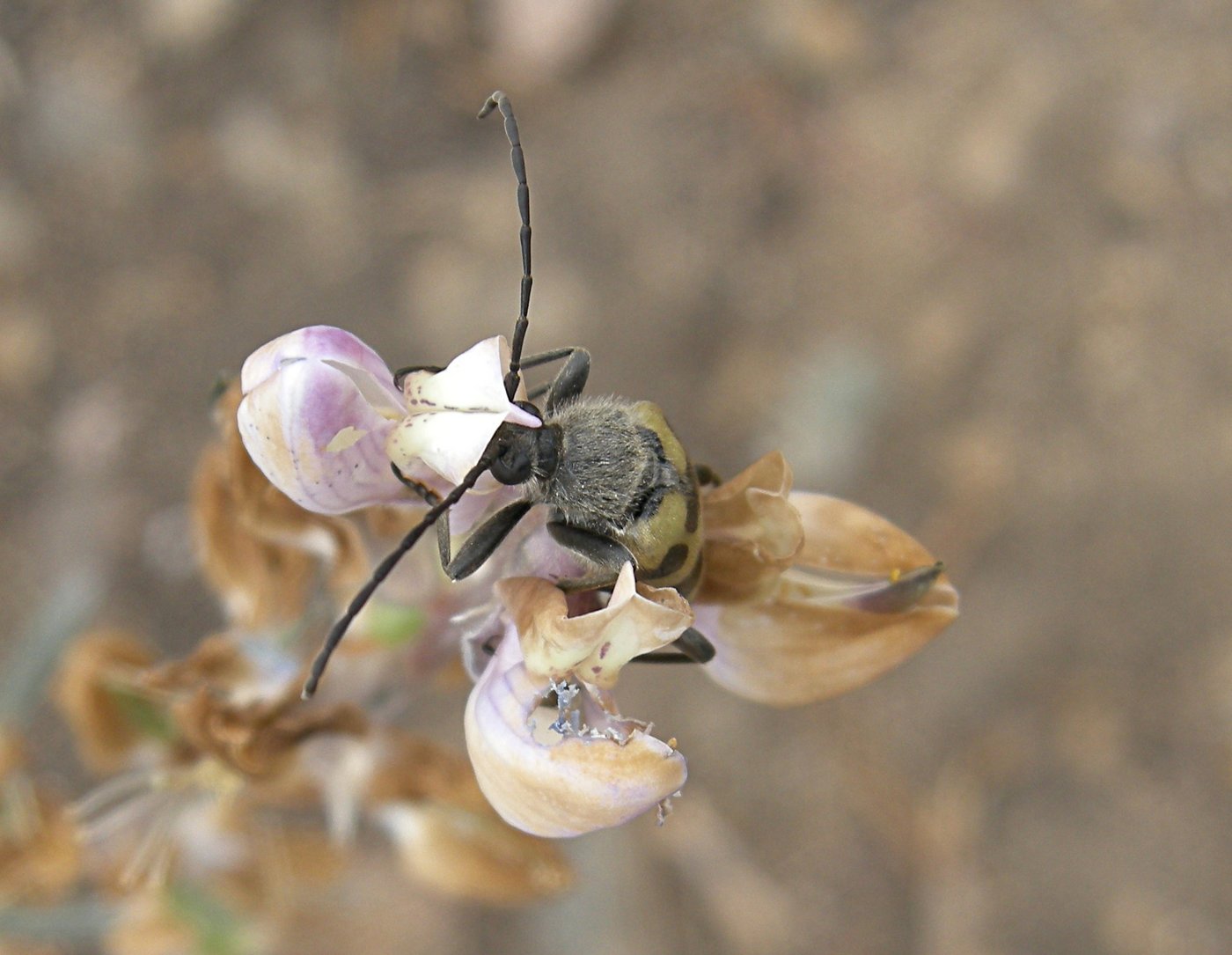 Bug on a flower