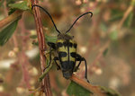 Bug on a plant