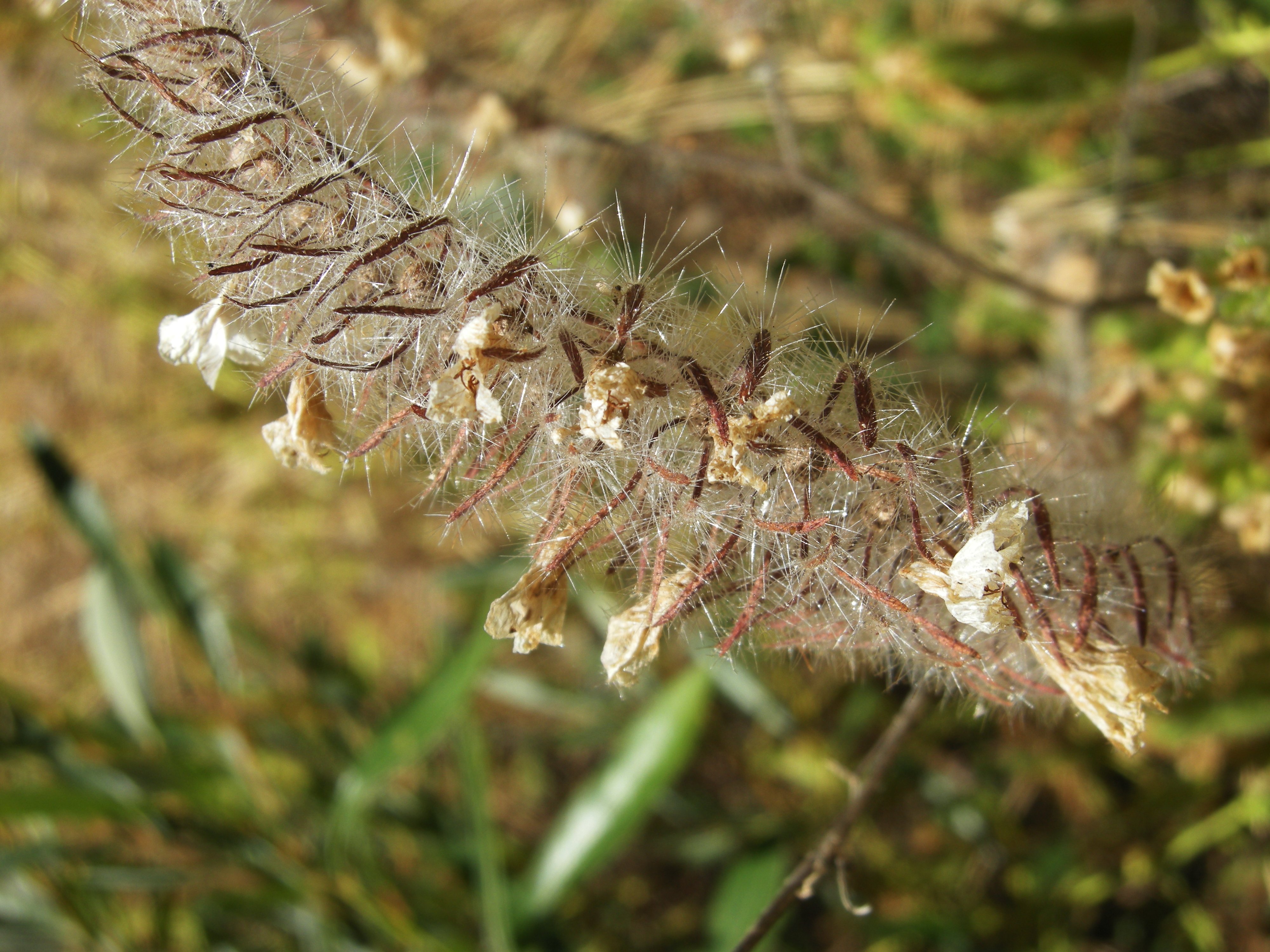 Fuzzy Seeds