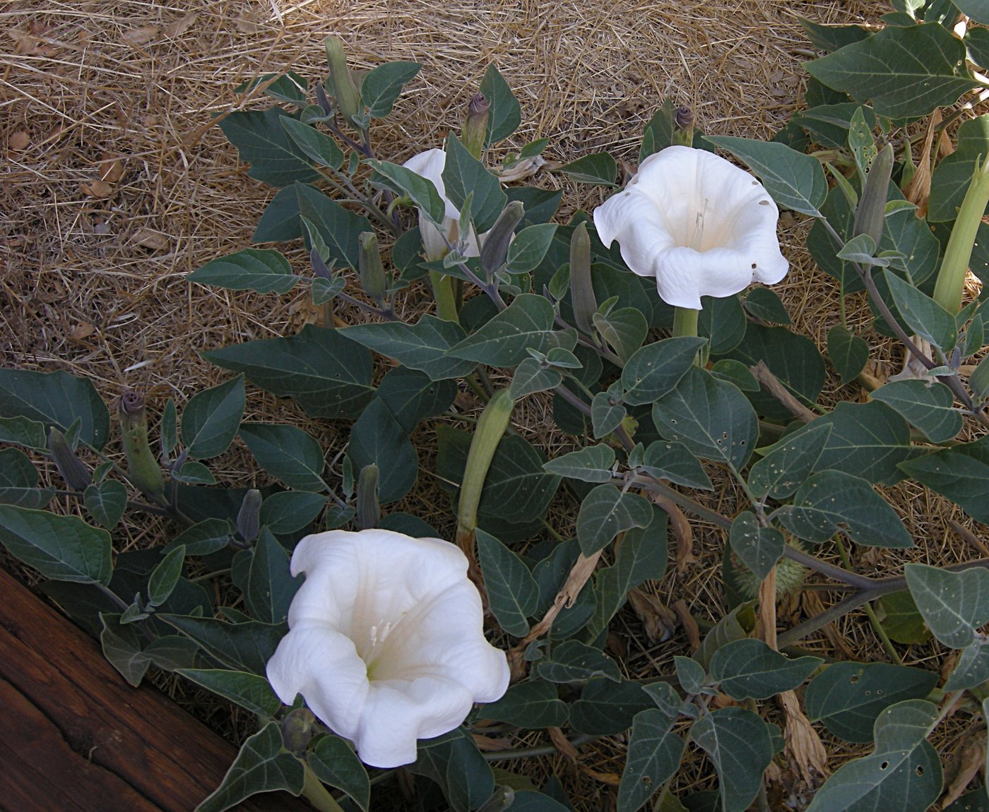 Jimson Weed