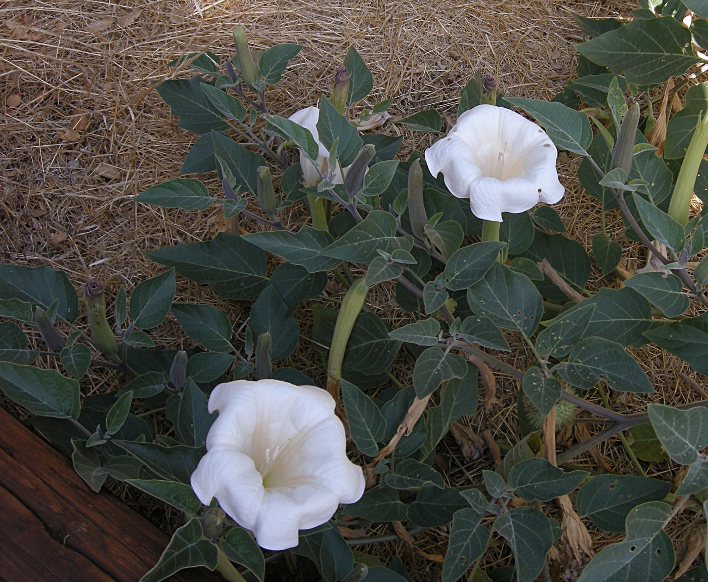 Jimson Weed