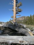 Tree at Tioga Pass