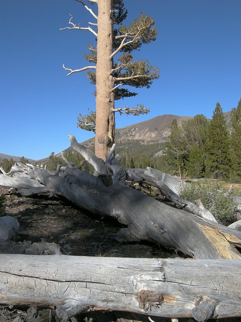 Tree at Tioga Pass