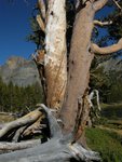 Split Tree at Tioga Pass