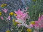 Flower at Pine Creek Trailhead