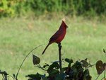 Cardinal