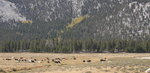 Grazing at Horseshoe Meadow