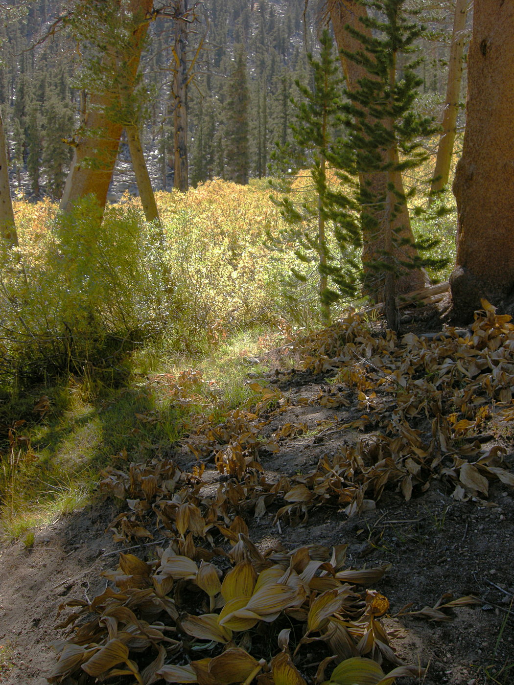 Fall color on the Cottonwood Pass Trail